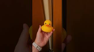 Cruise Ship Duck Hiding #cruiseship #travelvlog #holmesawayfromhome #cruiseducks