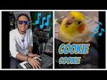 Cookie, Cookie. ft Ginger the Cockatiel: The Dancing Cockatiel Who Can Talk!