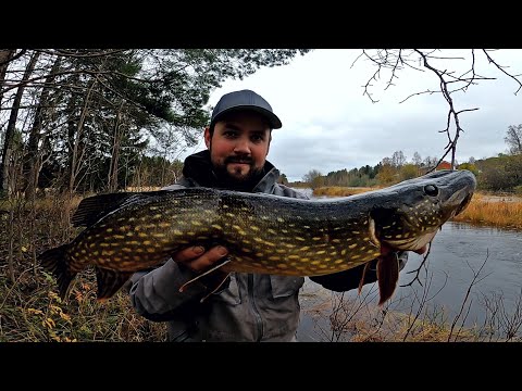 JOKIHAUKEA SYKSYLLÄ - SUVANNOISTA VOI LÖYTÄÄ ENNÄTYSHAUEN