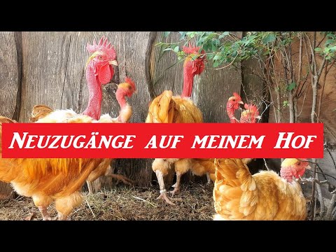 Neue Nackthälse für meinen Hof ! Juni 2022