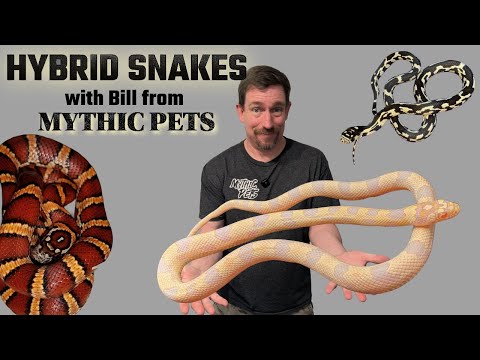 Hybrid Snakes: Should They Be in the Reptile Hobby?