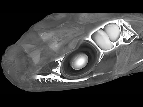 *REAL* Snake brain anatomy 3D - Painted bronzeback *4K*