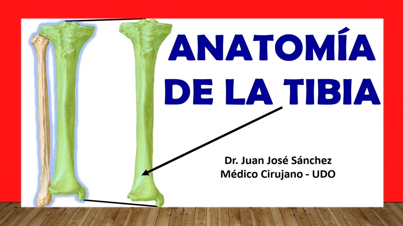 🥇 Anatomy of the TIBIA, Easy, Quick and Simple