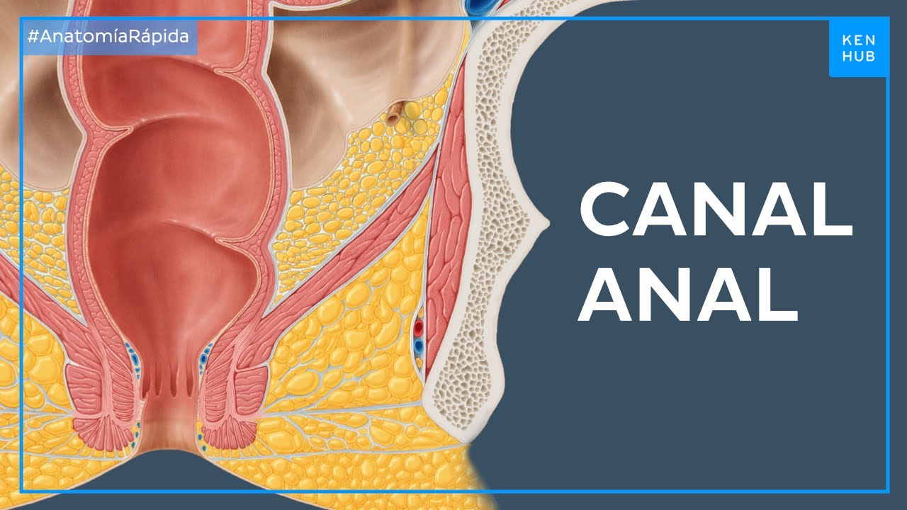 Estructura del canal del ano - Anatomía Fácil | Kenhub