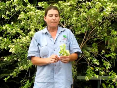 download lagu mp3 mp4 Grey Myrtle Growth Rate, download lagu Grey Myrtle Growth Rate gratis, unduh video klip Grey Myrtle Growth Rate