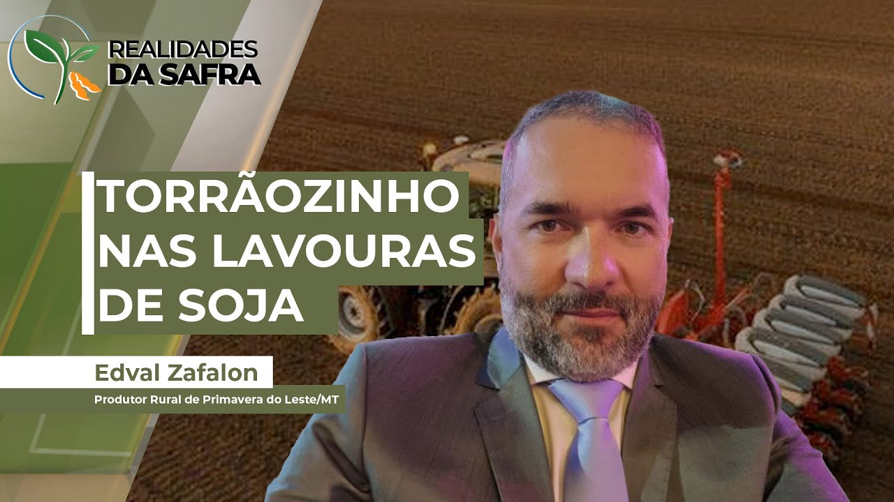 Torrãozinho se torna a praga mais prejudicial da fase inicial da soja em MT