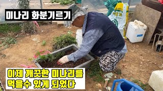 미나리 화분 기르기-이제 깨끗한 미나리를 먹을 수 있다