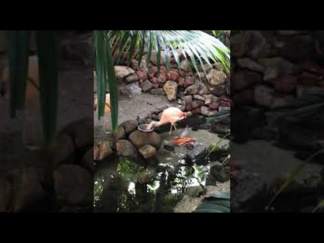 Фламинго кормит рыбок в пруду