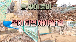 【시골 봄맞이 준비】 봄이 되면 해야할 일, 마른풀 정리 수선화 새싹