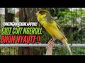 SUARA Kenari GACOR PANJANG Pancingan Masteran Kenari Paud AGAR Gacor AMPUH Kenari MACET Bunyii