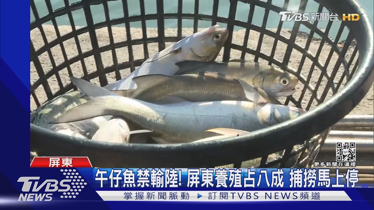 午仔魚禁止輸陸！捕撈作業隔天喊停　漁民憂心難眠