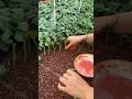 A wonderful technique for planting roses in the nursery