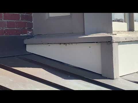 Yellow Jackets Stinging Family Members in Shrewsbury, NJ