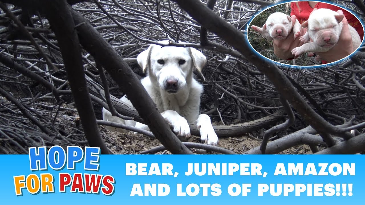 Homeless Labrador mom tried to trick us, but we found all her puppies!!!  Please share.