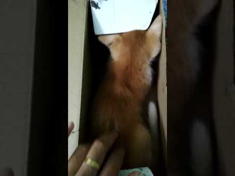 Vicious cat attacks owner!