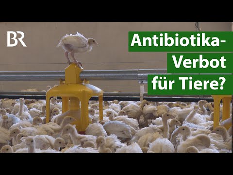 Antibiotika im Stall, multiresistente Keime: Sind Landwirte und Tierärzte schuld ? | Unser Land