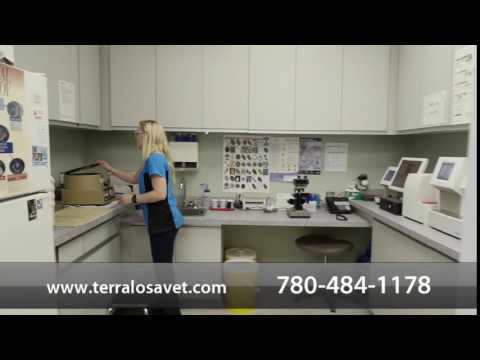 Terra Losa Animal Clinic - Short | Edmonton, Alberta