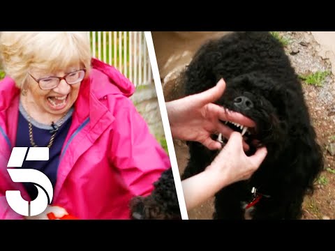 Dog Attacks Granny and It's Your Fault! | Dogs Behaving (Very) Badly | Channel 5