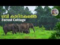 Stay And Trekking Package In Gavi Forest Best Place For Enjoy Nature In Kerala Gavi Safari