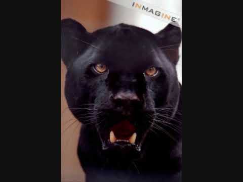 download lagu mp3 mp4 Panteras De Polvo Letra, download lagu Panteras De Polvo Letra gratis, unduh video klip Panteras De Polvo Letra