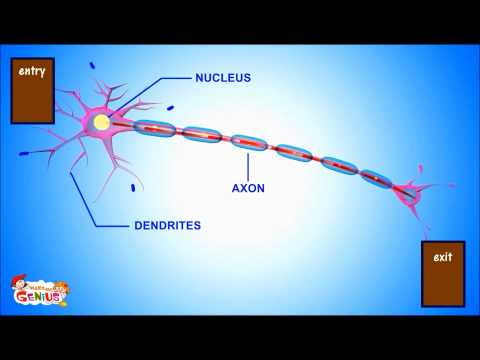 Understanding Neurons -Video for Middle School students