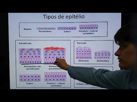 Epithelial tissue 1 - Classification
