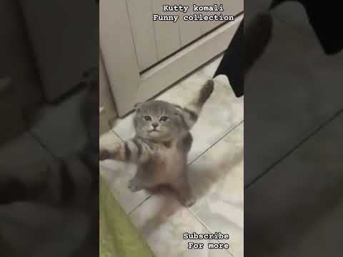 I stop family fighting  #comedy #love #animals #crazy #cat #catlover