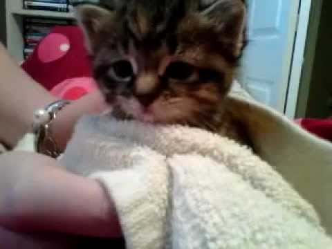 Kitten burping @ 3 weeks old