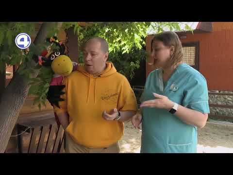 Чем миниатюрная лошадь отличается от пони?