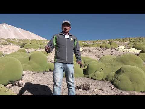 CONAF Arica y Parinacota  El secreto de la yareta