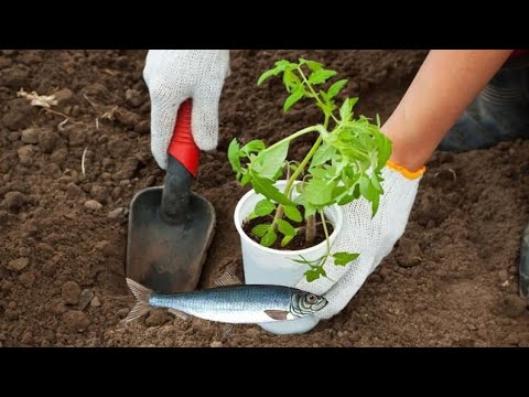 Сажаем под рыбу! Посадка томатов! Что нужно добавить в лунку при посадке для хорошего урожая!!!