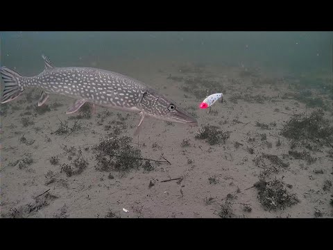 Why I’ll Never Use Livescope Watching These Ice Fishing Strikes