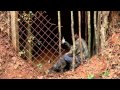 The Walking Dead: Blackbird's Song - Lee DeWyze ...