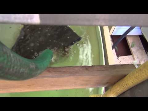 Odla sallad med eget kretslopp