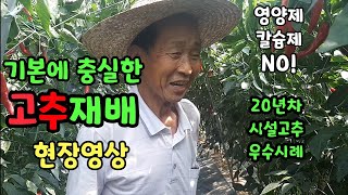 하우스 고추농사 영양제 칼슘제 없이 기본에 충실한 20년차 농사명장 현장이야기