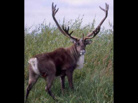 Video thumbnail for Suck a Caribou’s Ass