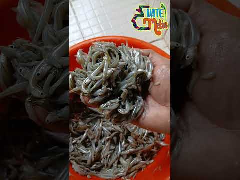 Manjugas fritas, ya empieza la temporada. El Estor Izabal 🇬🇹 😎 🔥