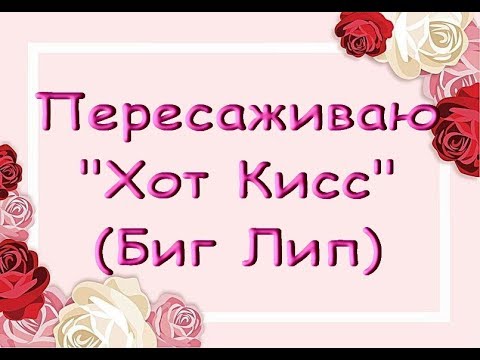 ОРХИДЕЯ phal.Hot Kiss:ОТЛИЧНЫЕ КОРЕШКИ,пересадка ИЗ МХА.Приветы ЕКАТЕРИНЕ и ЛЕСЕ :)