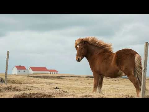 「Family’s Love」fromアルバム「Power of Tomorrow」 Ikinuke Creative Generation AI Lab