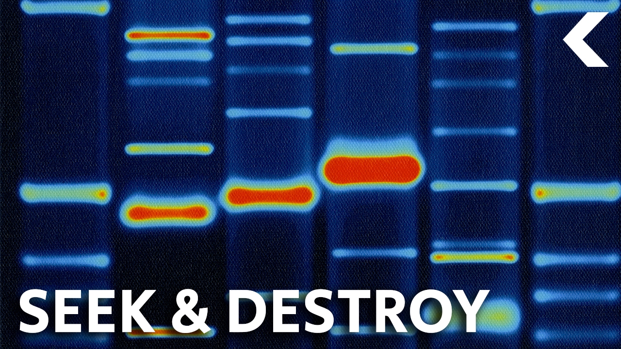 Destroying Cancer Using Your Own Genetically Modified Cells