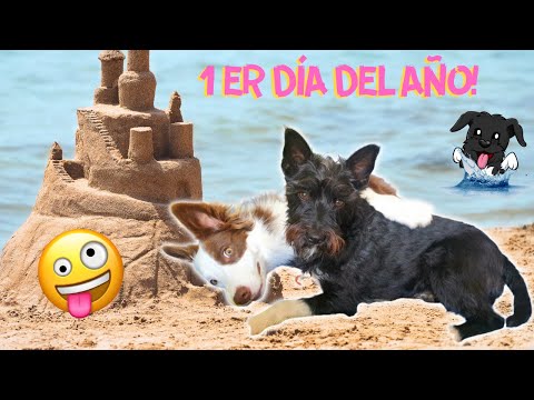 LET'S GO TO THE BEACH! First day of the YEAR for my dogs Lana and Mel