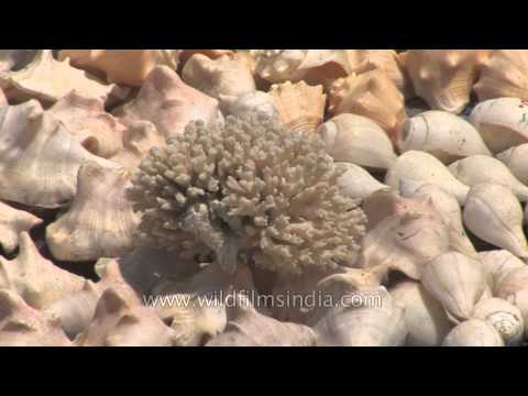 download lagu mp3 mp4 Beach Shells For Sale, download lagu Beach Shells For Sale gratis, unduh video klip Beach Shells For Sale