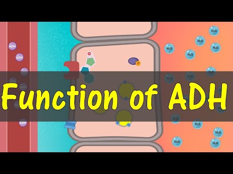 Function of ADH