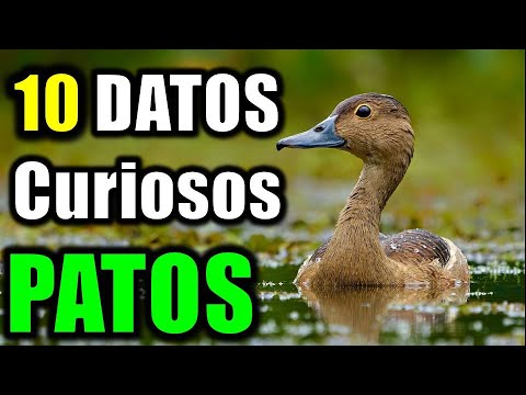 , title : '10 Datos Curiosos de los Patos - Truco para distinguir al macho de la hembra'