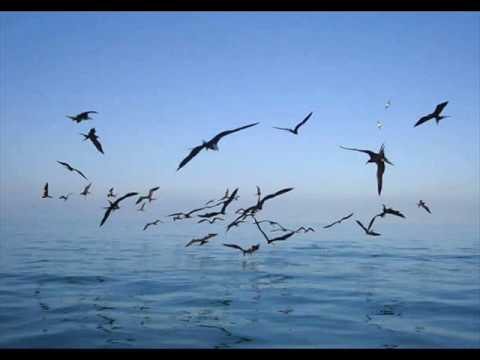 Para Onde Vão as Aves video