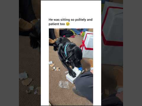 Dogs opening presents is the cutest thing ever 🥺 (Cr/TT/nik_elll)
