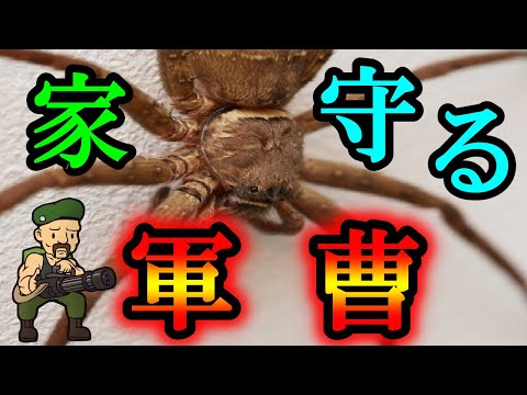 ラクダグモの特徴と咬み傷