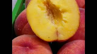 Red Haven Peaches from Martin Family Orchards!