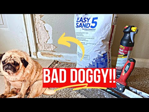 DOG SCRATCHED THE WALL?!! | How I Repair Wall Scratches