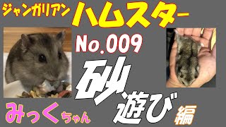 ハムスター 砂遊び